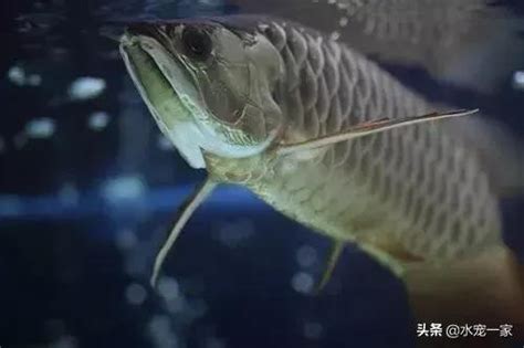 龍魚水溫|說說養龍魚，水溫的控制需要注意哪兩點